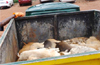 Subrahmanya GP kills over 50 dogs in the locality